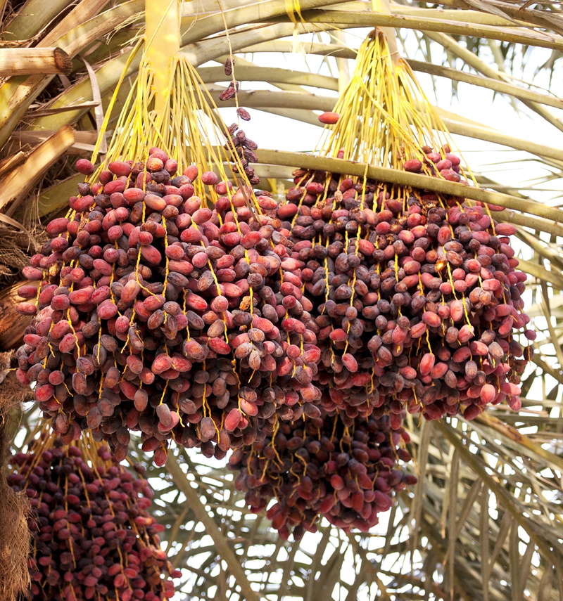 east, plant, ecology, palm tree, agriculture, tasty, still life, natural, plantation, bunch, dry, dates, no people, 1080P, spice, large group of objects