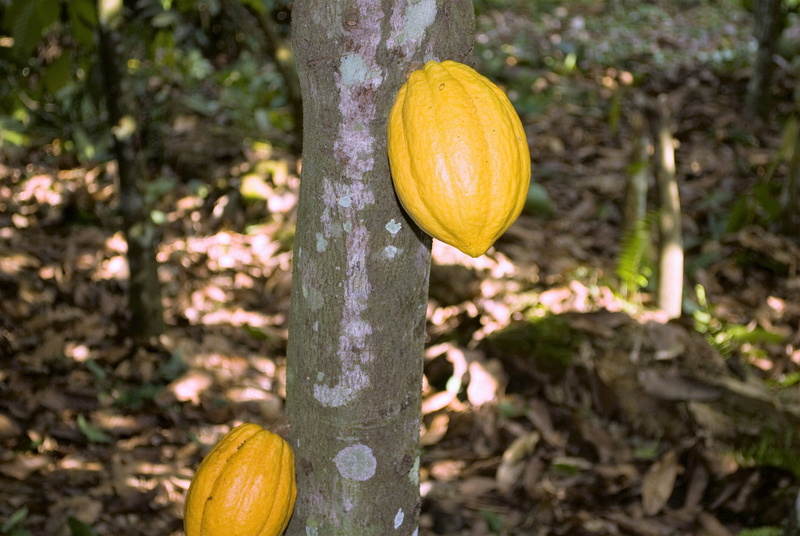 close-up, outdoors, citrus fruit, food and drink, pods, 4K, growth, food, ghana, orange color, farm, orange, pumpkin, focus on foreground, healthy eating