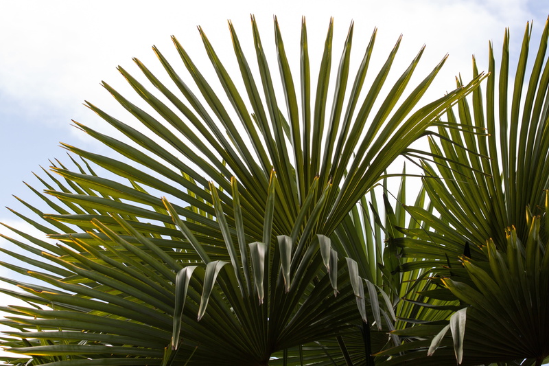 palm, sky, split, nature, white, leaves, plant, frond, biodata, green, tree, fan shaped, outdoors, tropical Climate, palm Tree, clouds, leaf, hand shaped