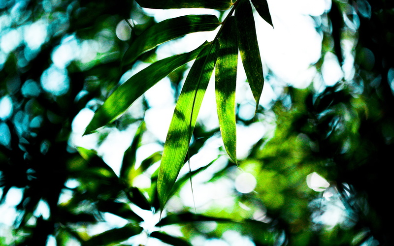 leaves, hd, 1080P, green, nature, tropical