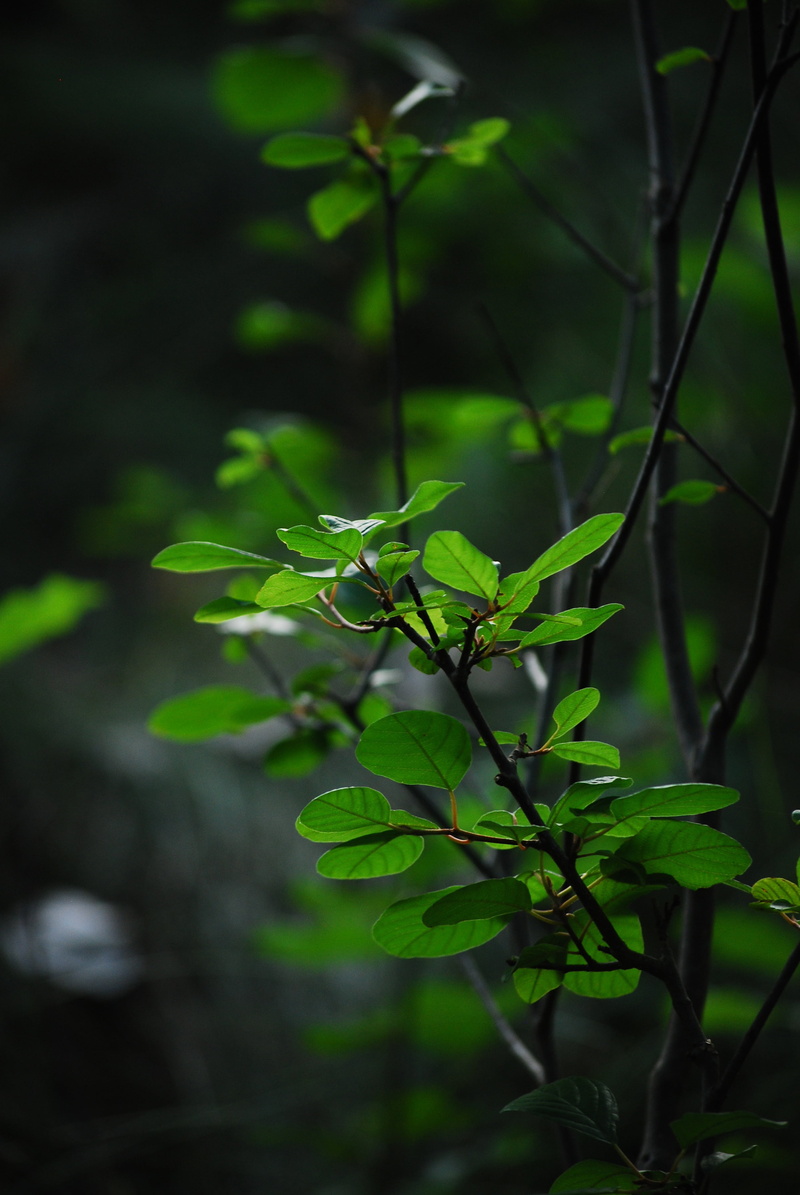 wild, environmental, environment, bud, leafs, flora, dirt, branch, plants, forest, close-up, plant, natural, plant stem, life, nature, tree, outdoors, spring