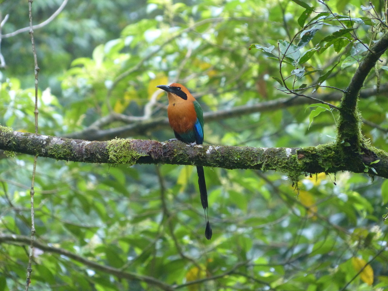 4K, animals in the wild, blauscheitelmotmot, racke bird, perched, tropics, animal wildlife, motmot, low angle view, growth, day, one animal, animal, tail feathers
