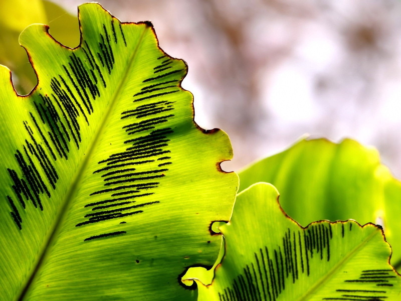 close-up, shape, no people, selective focus, leaf, green, nature, focus on foreground, palm leaf, tree, beauty in nature, sky, leaves, outdoors, plant