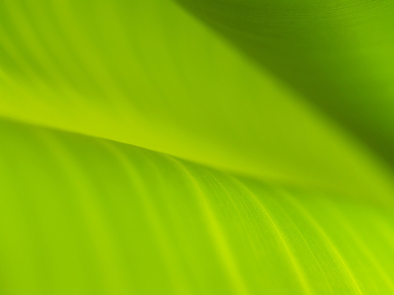 linear, no people, foliage, leaves background, textured, drop, environmental, beauty in nature, greenish, banana, textured effect, plant, leaf, pattern