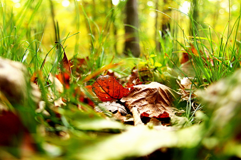 thanksgiving, colorful, animal, selective focus, sunlight, leaves, border, red, animals in the wild, yellow, plant, season, autumn, green color, brown