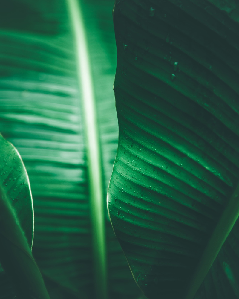 environment, pattern, banana, outdoors, leafe, forest, green, leave, palm Tree, no People, botany, lush Foliage, beauty In Nature, close-up, macro, water
