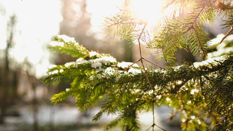fir tree, no people, green, ice, leaves, outdoors, holiday, pineneedles, decoration, growing, celebration, snow, timber, pine needles, branch, needles