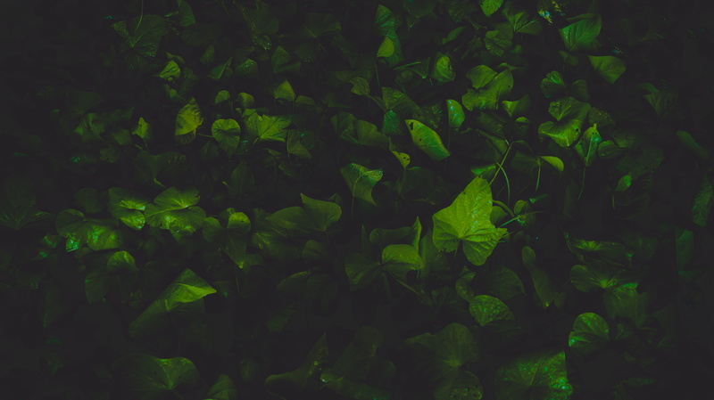 green Color, plant, ivy, day, outdoors, full frame, tranquility, freshness, close-up, nature, Wild Green, plant part, plants, beauty in nature, high angle view