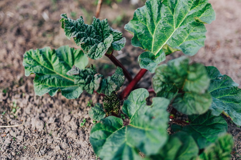 ground, green, beauty in nature, fruit, agriculture, plantation, vegetable Garden, earth, food and drink, gardening, freshness, 4K, nature, no people