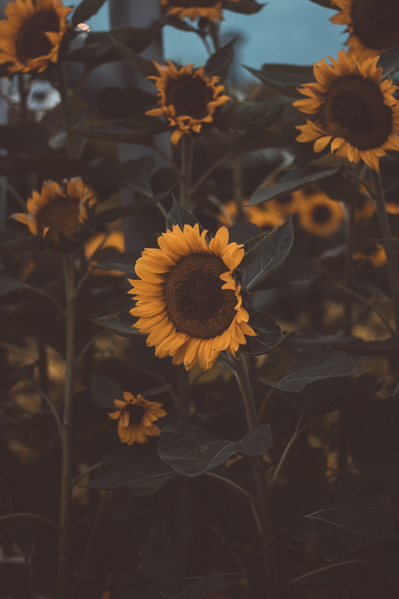 inflorescence, field, persimmon, close-up, freshness, wilted plant, flowers, singapore airport, poppy, asteraceae, geranium, sunflower, sunflowers, yellow