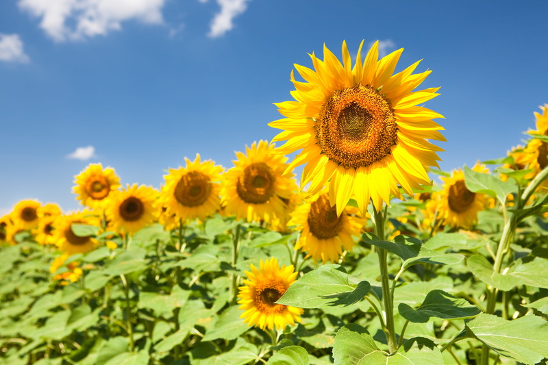 blossom, season, yellow, scene, green, sunny, rural, freshness, outside, inflorescence, flowering plant, colorful, blooming, beauty in nature, plant part