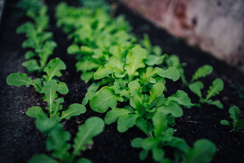 dirt, day, garden, nature, freshness, food, lettuce, plant part, 5K, soil, organic, seedling, agriculture, outdoors, growth, vegetable, green Color, healthy eating
