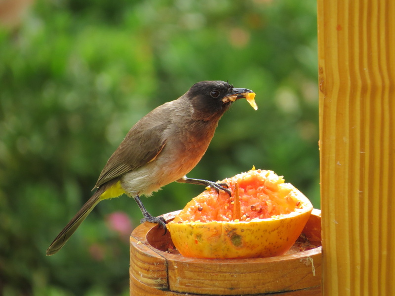 plant, citrus fruit, healthy eating, focus on foreground, flower, close-up, animals in the wild, vegetation, outdoors, eating, papaya, bird feeder, cardinal
