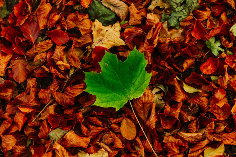 no people, maple, ornament, plant part, mote park, tree, full frame, backgrounds, soil, plant, flower, geranium, maidstone, flower bouquet, autumn, natural condition