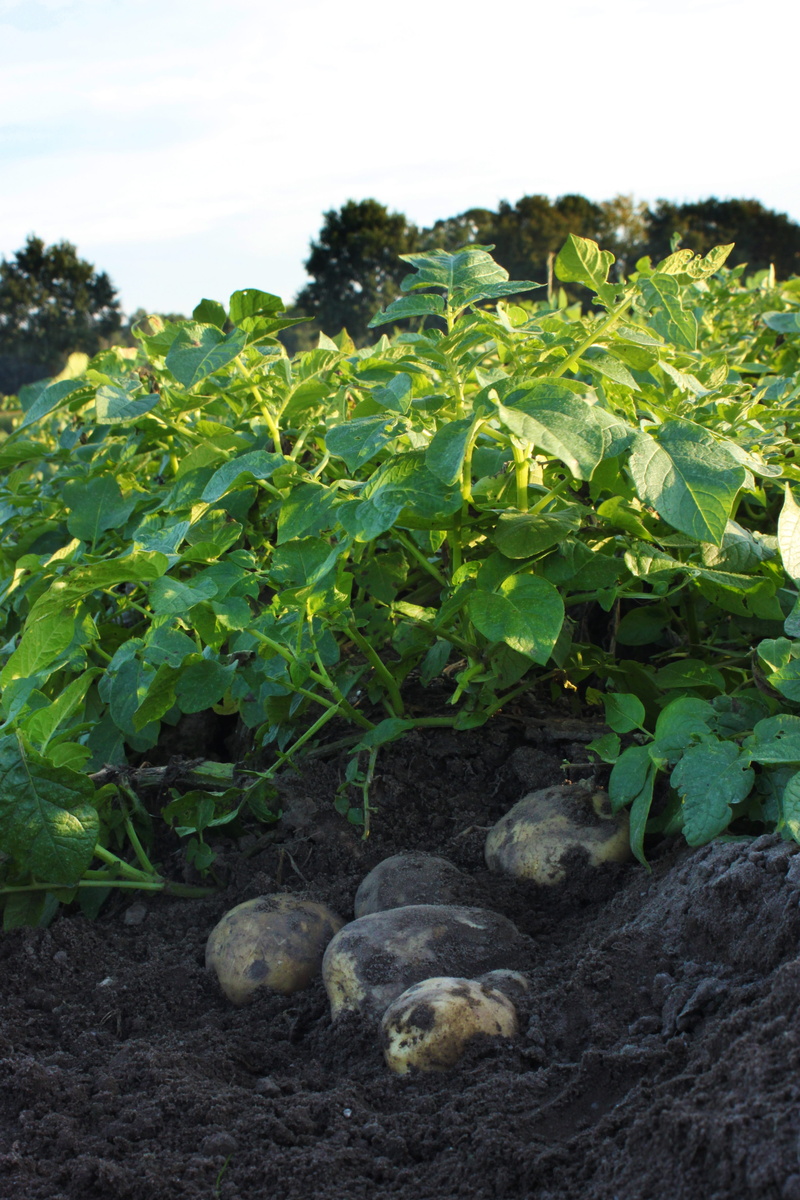 no people, farmland, soil, plant, landscape, outdoors, dirt, plant part, farm, harvest, potato, nature, potatoes, food, leaf, growth, fresh, field, beauty in nature