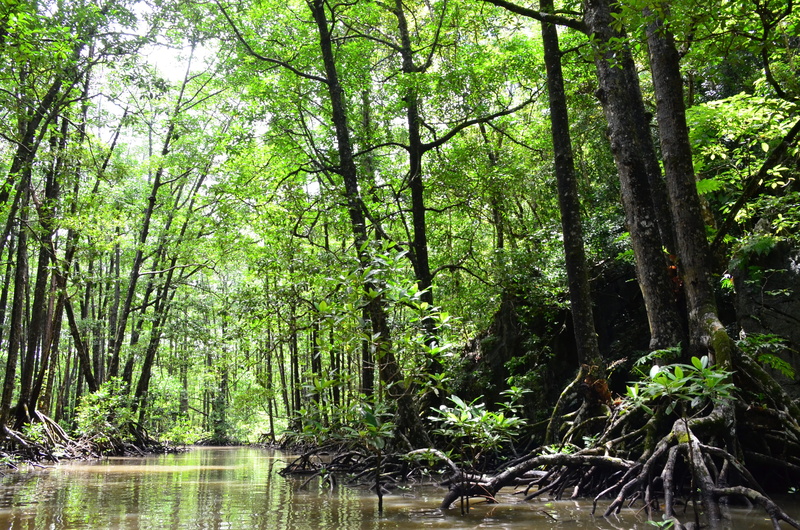 plant, tree, landscape, nature, tranquility, stream, swamp, woodland, scenics, lush Foliage, brooks, wilderness, leaf, beauty In Nature, mangrove jungle
