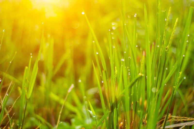 cianjur, close-up, landscape, west java, sprout, growth, indonesia, plain, brightly lit, field, dew, liar, environment, meadow, vibrant color, bright, limbangan