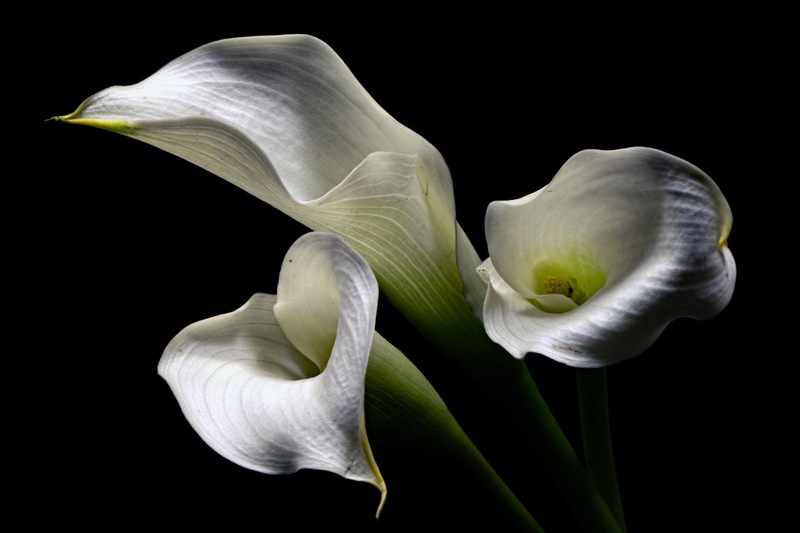 Calla Lily, Flowers, White Flower, Flower, 1080P