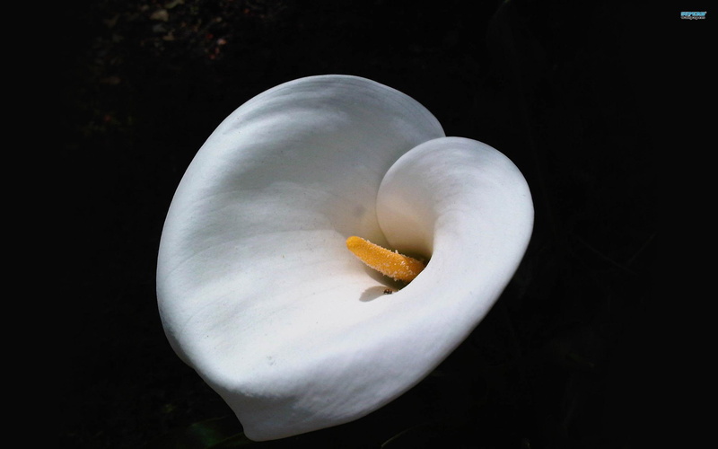 nature and landscapes, flowers, white, lily, calla, 2K