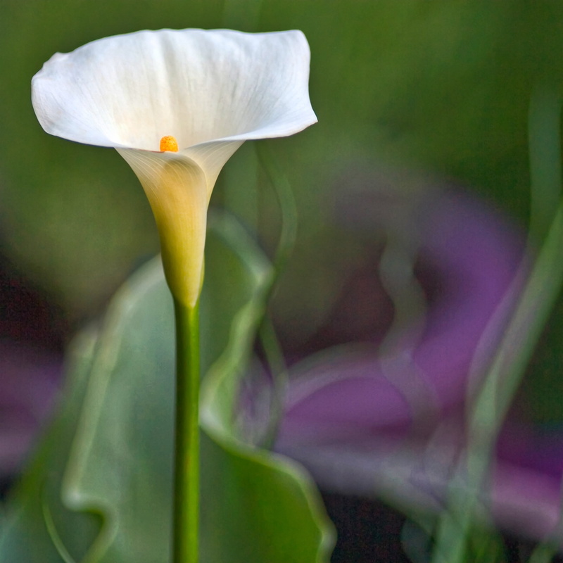 close-up, stem, springtime, 2K, botany, green color, outdoors, focus on foreground, white color, bloom, beauty in nature, elegant, soft focus, tuberous