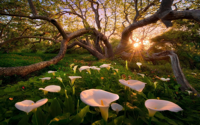 Sunrise, Flowers, 1080P, Calla, Trees, White, Glare, Lilies