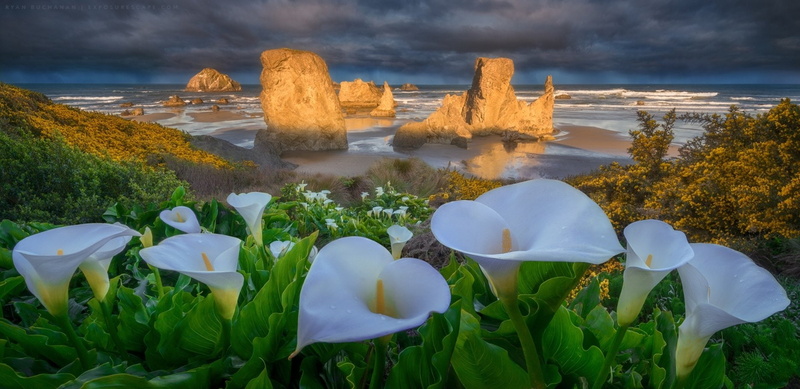 Beach, Seascape, Ocean, 720P, White Flower, Earth, Bandon Beach, Flower, Shore, Calla Lily, Horizon, Oregon, Cloud, Rock