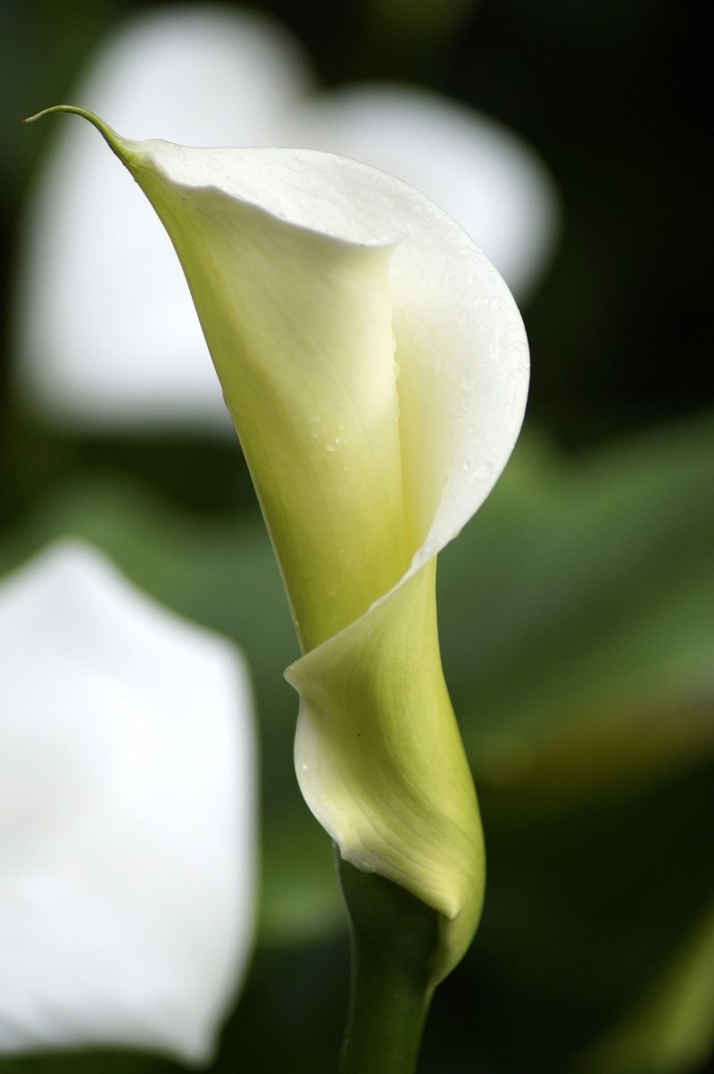 petal, plant part, striking, leaf, flower, shrub, growth, flowering plant, blossom, hy, calla, fragility, aethiopica, midsummer, calla lilies, freshness