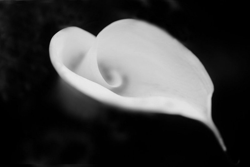 White Flower, Flowers, Flower, Calla Lily, 1080P