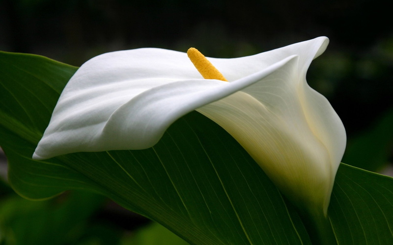Lily, 1080P, Flowers, White Flower, Leaf, Earth, Calla Lily, Close-Up, Flower