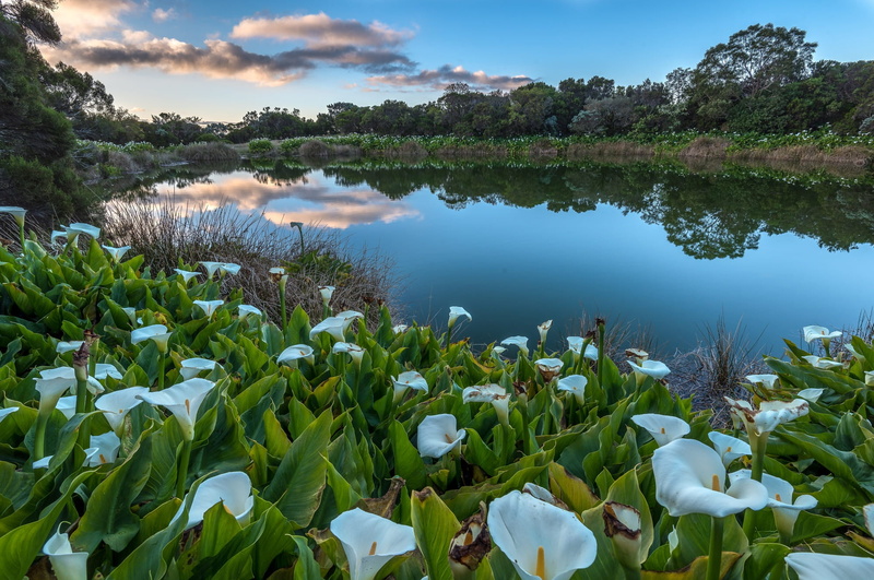 1080P, Flower, Lake, Nature, Calla Lily, White Flower, Earth, Reflection