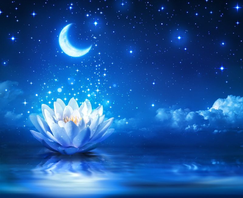 1080P, Sparkles, Stars, Night, Flower, White Flower, Moon, Flowers, Water Lily, Reflection