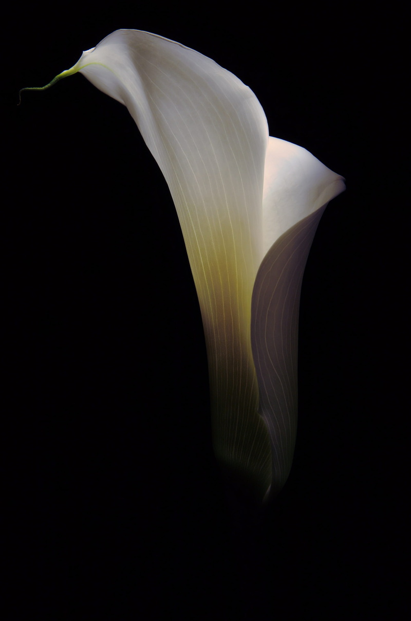 vulnerability, petal, botany, botanical, floral, lilly, indoors, studio shot, close-up, close, white, inflorescence, photo, beauty in nature, 2K, lily