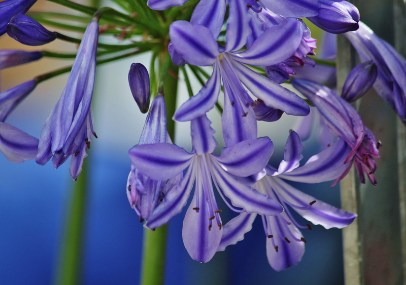 flower star, beauty in nature, inflorescence, freshness, macro, jewelry lilies greenhouse, macro photo, softness, iris - plant, flower, blossom, spring