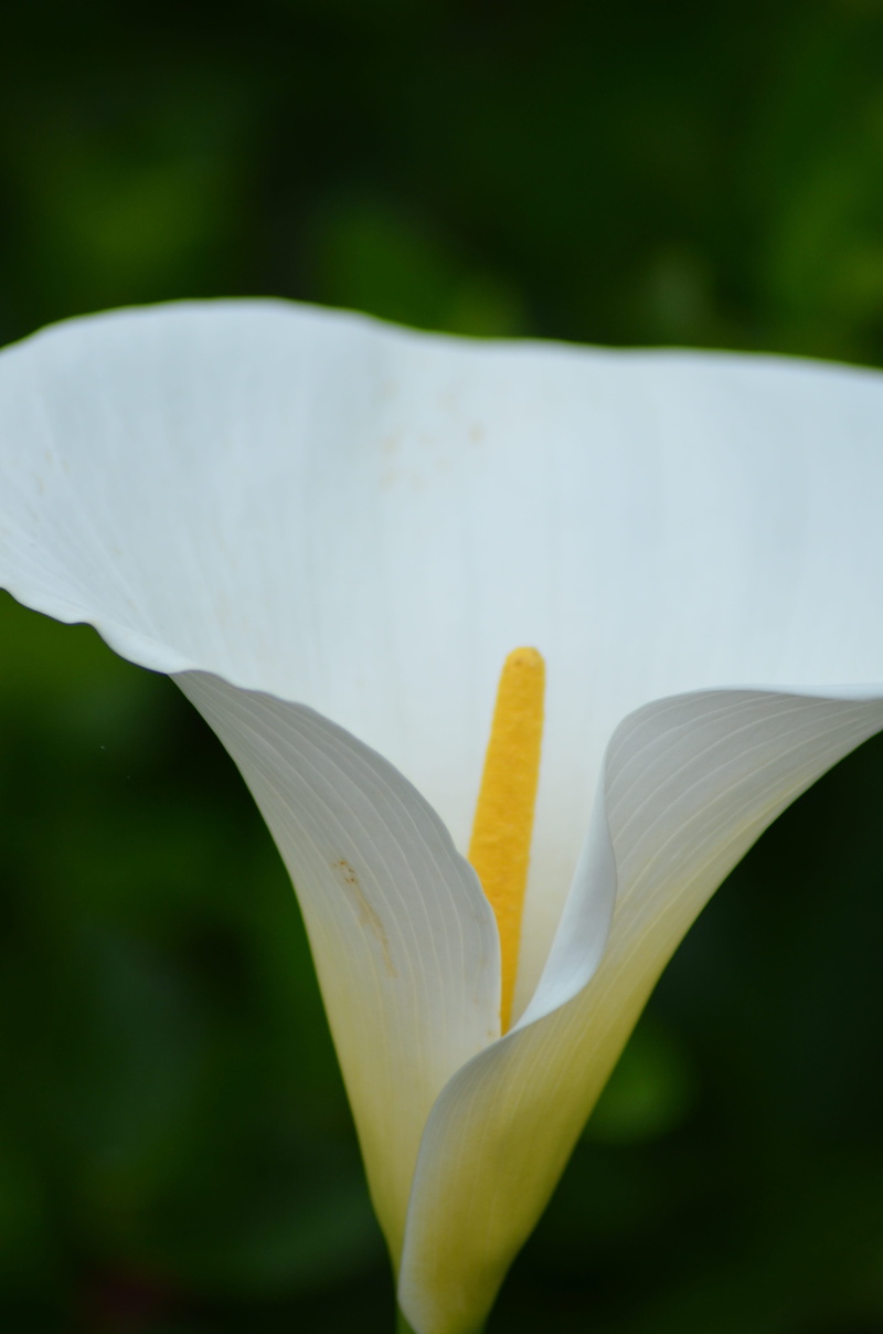 focus on foreground, growth, inflorescence, white blossom, soft focus, day, outdoors, iris - plant, pigs ear, immortality, common calla, flower head, fragility