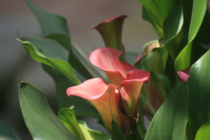 bright, floral, close-up, petal, growth, flowering plant, lilly, calla lily, flower, plant, botanical, springtime, fragility, 4K, day, bloom, natural