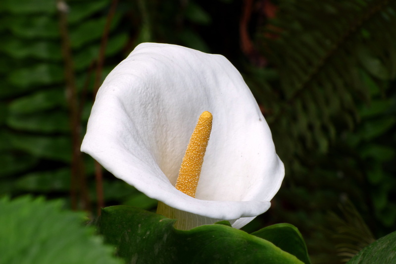 beauty in nature, nature, softness, flowering plant, cala, calla lily, close-up, petal, growth, white, outdoors, natural flower, macro, flower, vulnerability