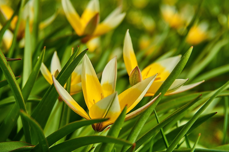 season, tarda tulip, no people, sunlight, vulnerability, tropical flower, white, star tulip, growth, spring, green color, unfold, rainforest, bright, garden