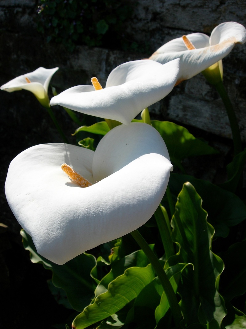 plant, beauty in nature, bright, calla lily, nature, white color, animal themes, animals in the wild, flowers, vulnerability, petal, flower head, day, petals