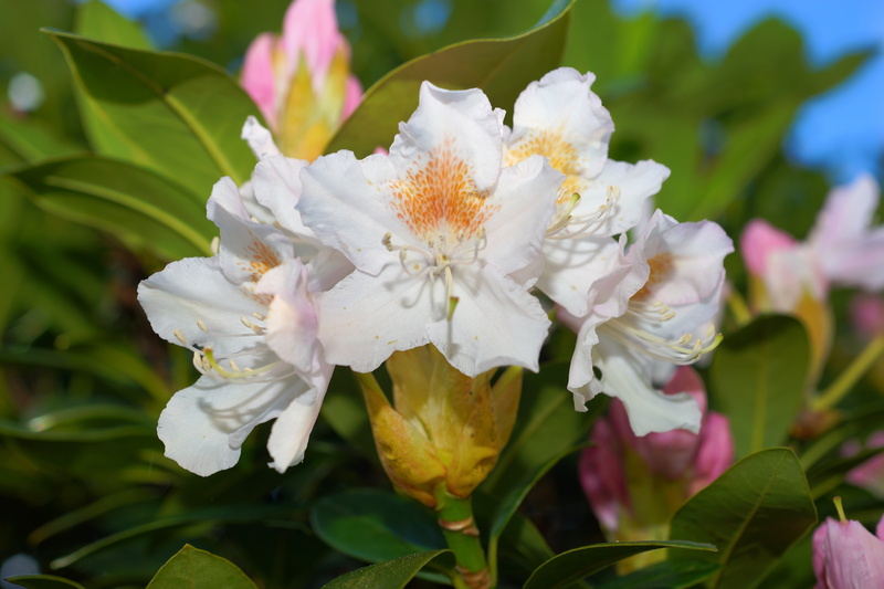 flora, vulnerability, beauty in nature, growth, white color, leaf, photography, day, bright, blossomed, flower, 5K, rhododendron, nature, flowering plant