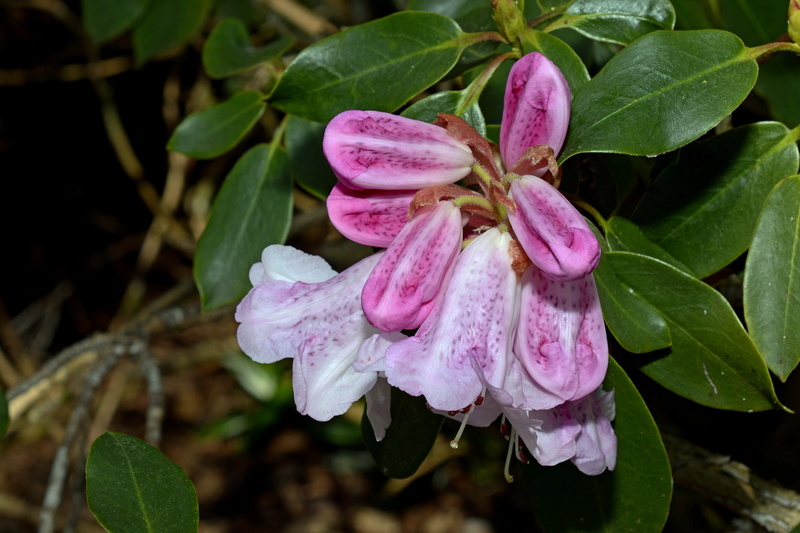 outdoors, flowering plant, botany, genus, 5K, nature, springtime, vulnerability, spring, inflorescence, rhododendrons, flower head, flowering shrub, flowers