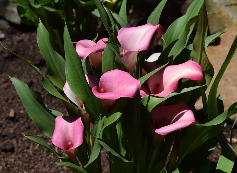 garden, colorful, blossom, bloom, day, flowering plant, calla lily, perennial, no people, freshness, beauty in nature, flower head, petal, pink color, focus on foreground
