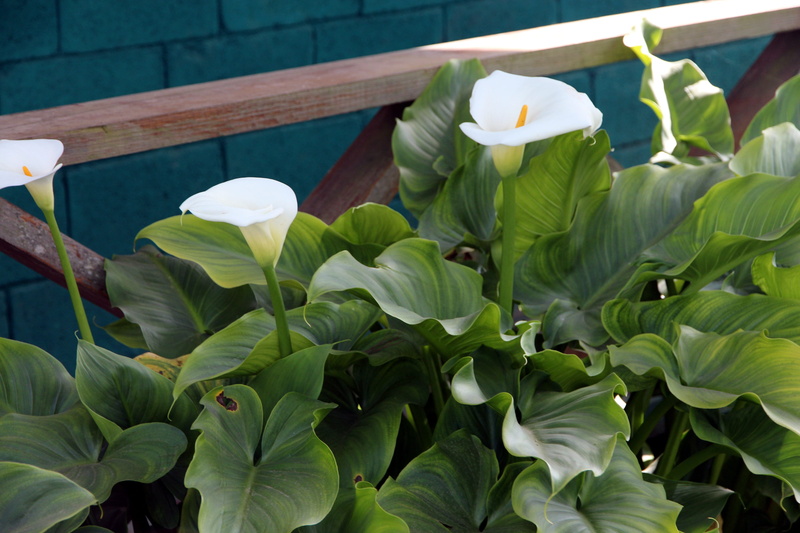 in the summer of, day, leaf, bloom, green color, no people, white color, indoor plant, beauty in nature, flowering plant, flowers, flower head, outdoors