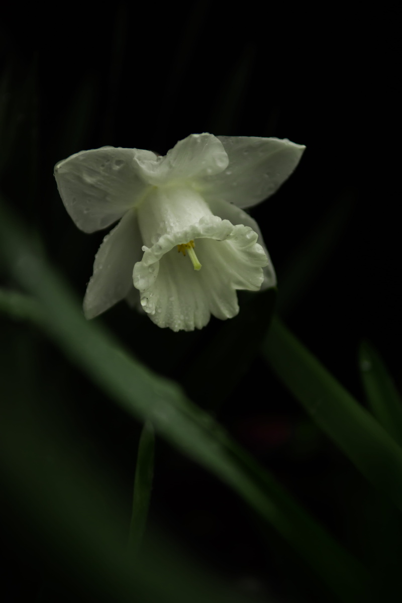 fragility, orchid, nature, petal, acanthaceae, animal, growth, gladiolus, daffodil, reptile, white, araceae, geranium, night, flower head, white color