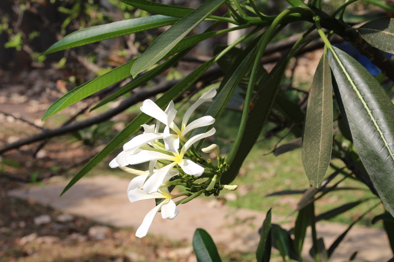springtime, dslr, leaf, flower, astragalus, araceae, growth, nature, outdoors, beauty in nature, blossom, acanthaceae, flowering plant, beautiful, fragility
