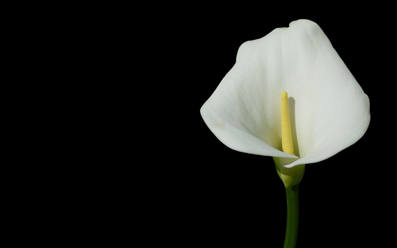 pollen, studio shot, freshness, no people, inflorescence, flowering plant, Flowers, vulnerability, black background, plant, copy space, white color, nature