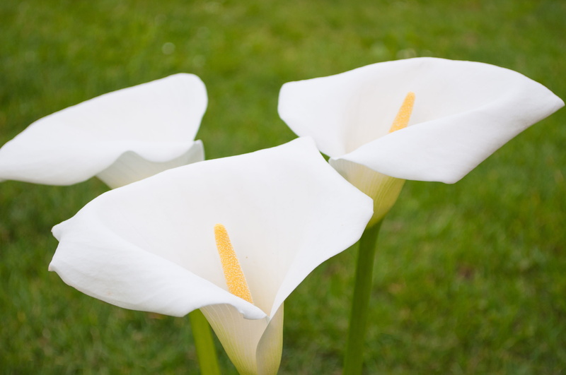 plant, color, garden, bent, formal garden, blank, grass, decorative, field, photography, Close-Up, nature, white color, horizontal, Curled, vulnerability