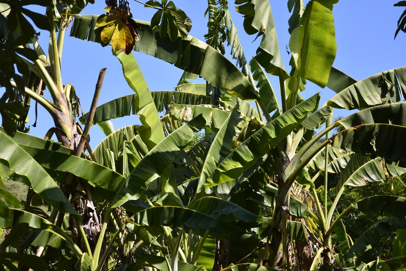 beauty in nature, vegetable, sky, banana leaf, plantation, crop, farm, tranquility, corn - Crop, leaf, sunlight, food and drink, Nature, blue, growth, tree