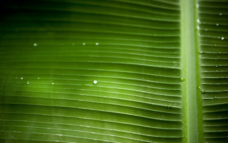 lush Foliage, environment, palm tree, growth, freshness, tropical Climate, water, veins, plant part, pattern, green, organic, day, nature Backgrounds, leaves