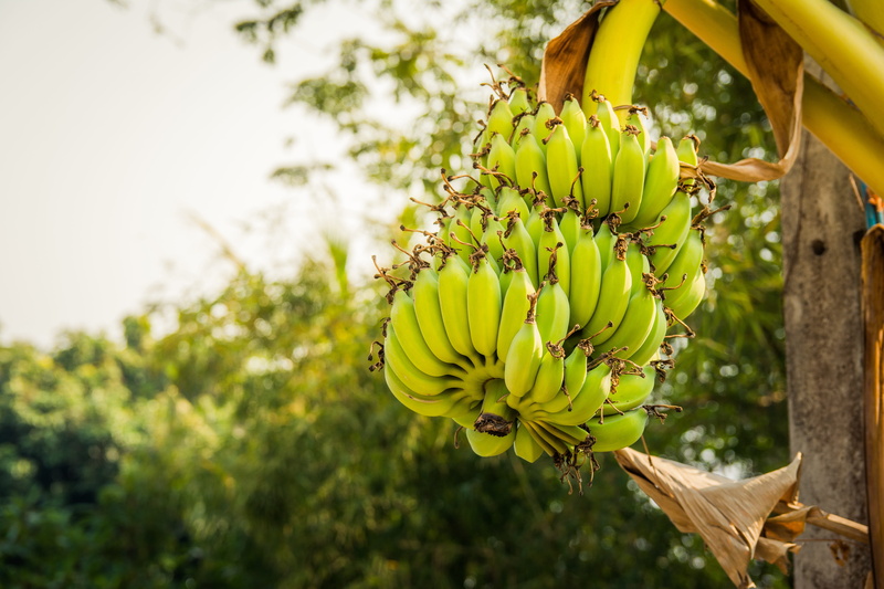5K, fruits, green color, tree, fruit, banana shrub, banana tree, day, bunch, hanging, healthy eating, agriculture, nature, food, thailand, banana, green