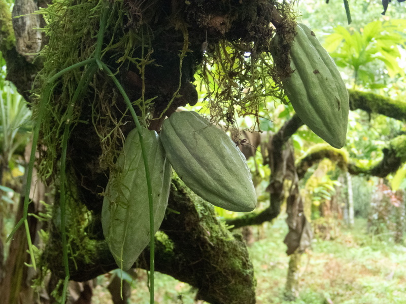 green color, costa rica, cacao, focus on foreground, growth, mazorca, cacao pod, no people, hanging, beauty in nature, cocoa, chocolate, green, day, food and drink